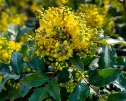 Mahonia aquifolium 'Apollo'