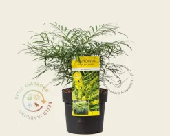 Mahonia eurybracteata 'Soft Caress'