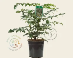 Mahonia japonica 'Hivernant'