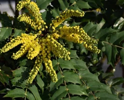 Mahonia japonica 'Hivernant'