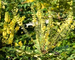 Mahonia media 'Winter Sun' - XL