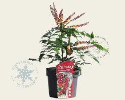 Mahonia nitens 'Cabaret'
