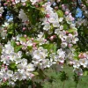 Malus 'Braendkjaer' - bonsai in schaal