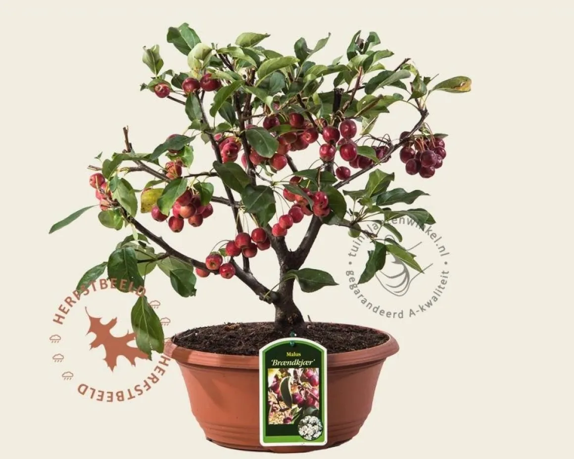 Malus 'Braendkjaer' - bonsai in schaal