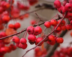 Malus 'Braendkjaer' - bonsai in schaal