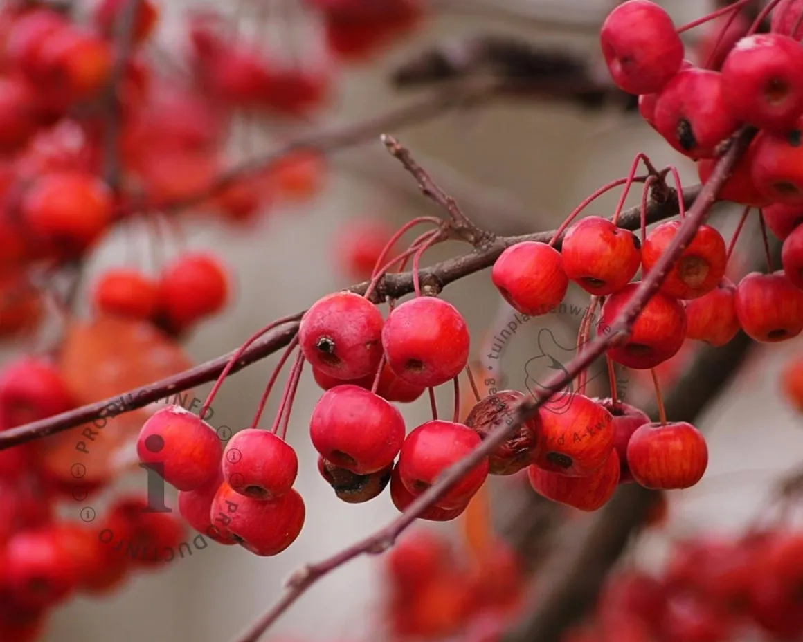 Malus 'Braendkjaer' - bonsai in schaal