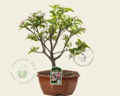 Malus 'Braendkjaer' - bonsai in schaal