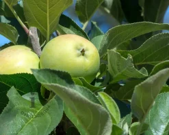 Malus domestica 'Bolero'