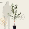Malus domestica 'Braeburn' - laagstam