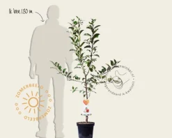 Malus domestica 'Braeburn' - laagstam