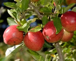 Malus domestica 'Braeburn' - mini