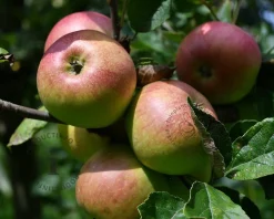 Malus domestica 'Bramley's Seedling' - laagstam