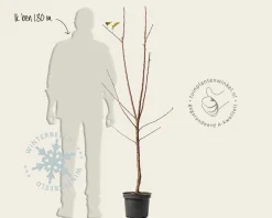 Malus domestica 'Bramley's Seedling' - laagstam