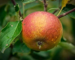 Malus domestica 'Cox's Orange Pippin' - halfstam