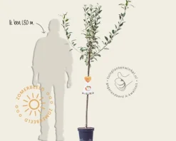 Malus domestica 'Cox's Orange Pippin' - halfstam