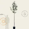 Malus domestica 'Cox's Orange Pippin' - hoogstam