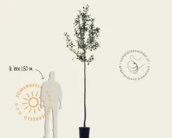 Malus domestica 'Cox's Orange Pippin' - hoogstam