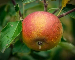 Malus domestica 'Cox's Orange Pippin' - hoogstam