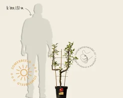 Malus domestica 'Cox's Orange Pippin' - U-vorm