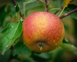 Malus domestica 'Cox's Orange Pippin' - U-vorm