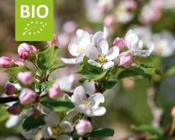 Malus domestica 'Cox's Orange Pippin' - BIO mini