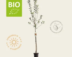 Malus domestica 'Cox's Orange Pippin' - BIO halfstam