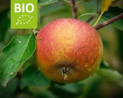 Malus domestica 'Cox's Orange Pippin' - BIO halfstam
