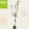 Malus domestica 'Cox's Orange Pippin' - BIO laagstam