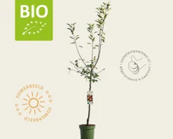 Malus domestica 'Cox's Orange Pippin' - BIO laagstam