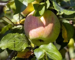 Malus domestica 'Delcorf' - laagstam