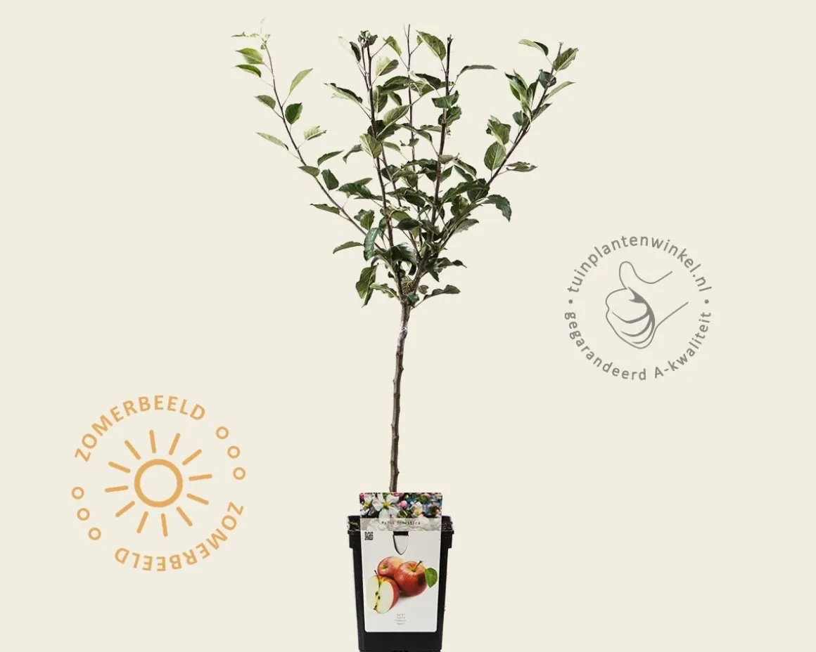 Malus domestica 'Delcorf' - mini