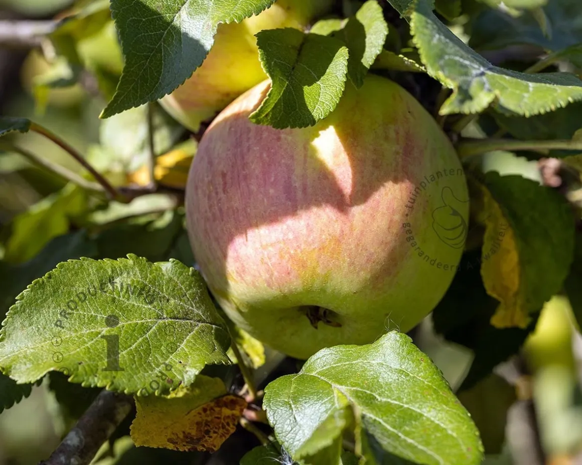 Malus domestica 'Delcorf' - mini