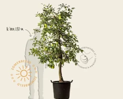 Malus domestica 'Delcorf' - oude laagstam