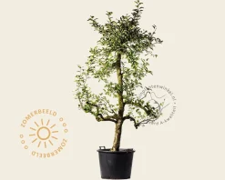 Malus domestica 'Delcorf' - oude laagstam