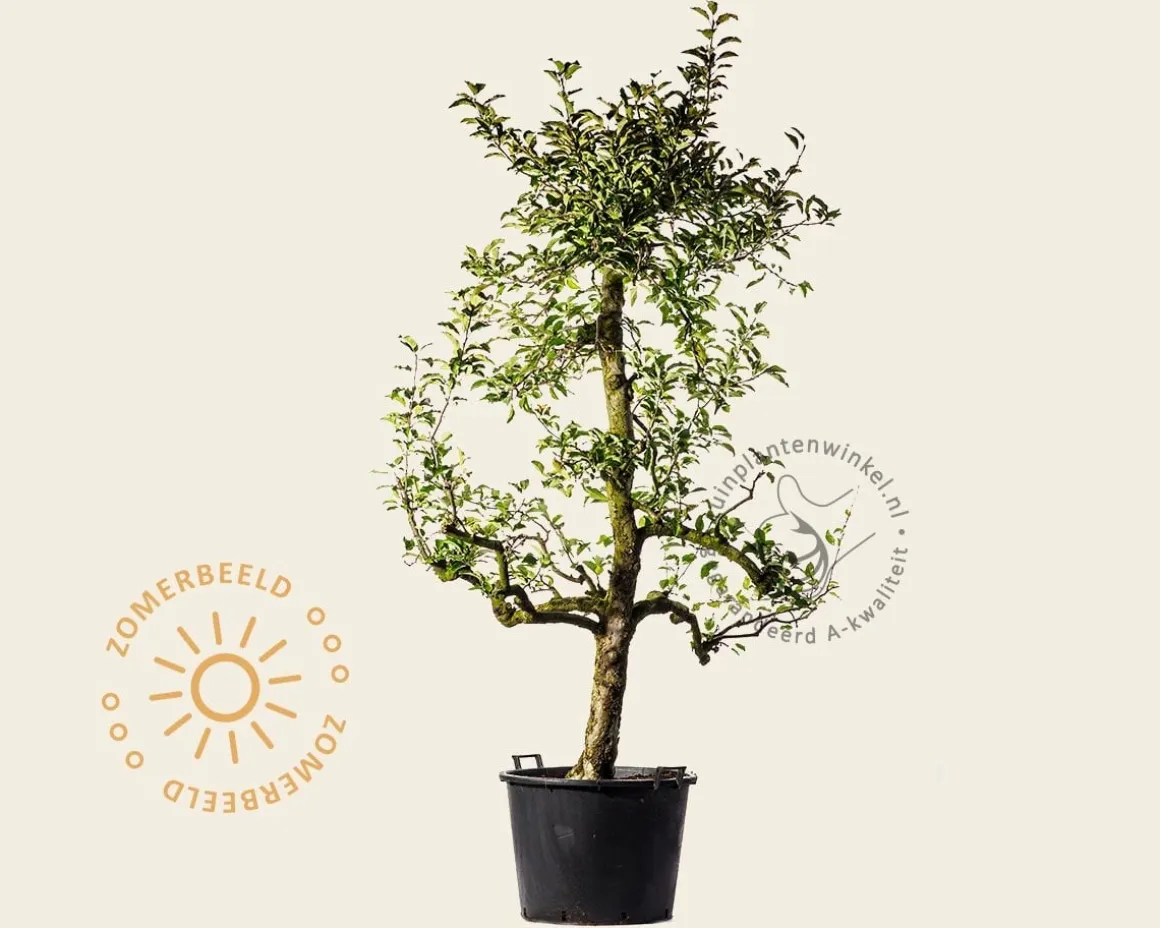 Malus domestica 'Delcorf' - oude laagstam