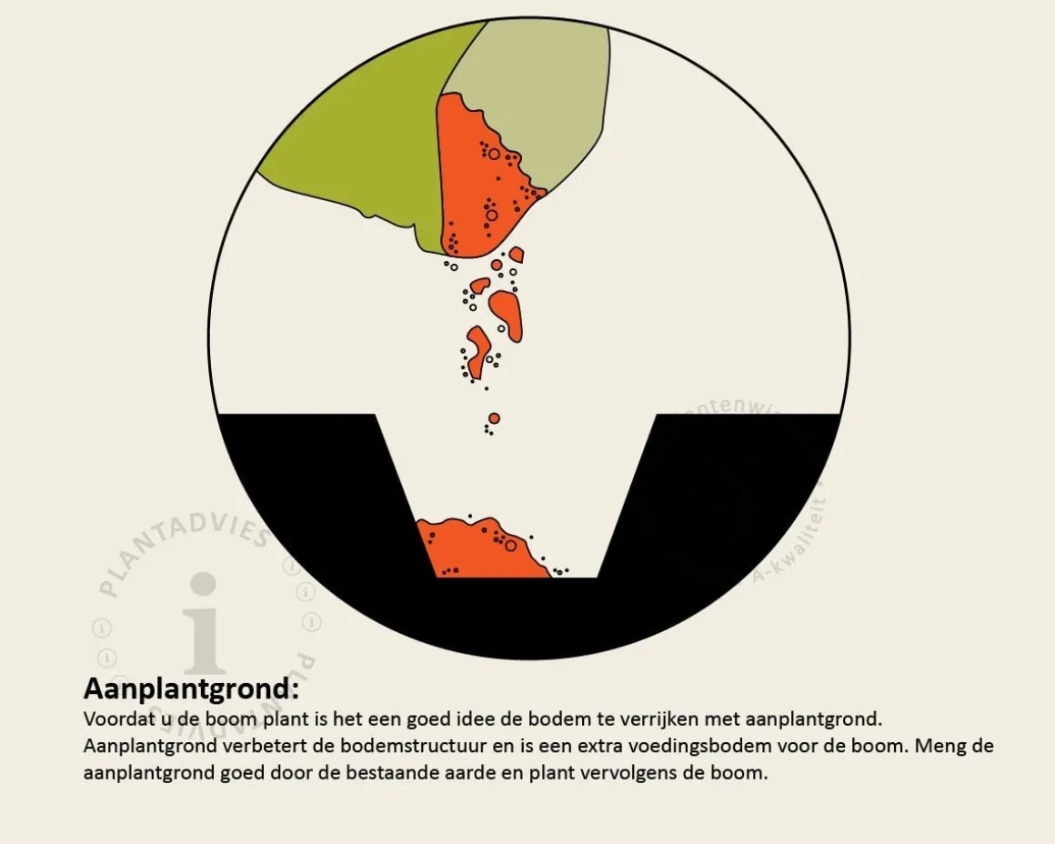 Malus domestica 'Delcorf' - oude laagstam