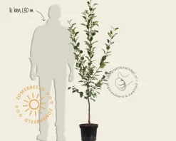 Malus domestica 'Discovery' - laagstam