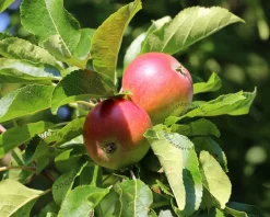 Malus domestica 'Discovery' - mini