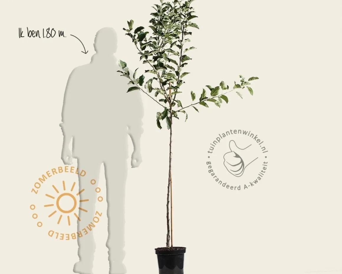 Malus domestica 'Ecolette' - halfstam