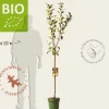 Malus domestica 'Elstar' - BIO halfstam