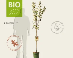 Malus domestica 'Elstar' - BIO halfstam