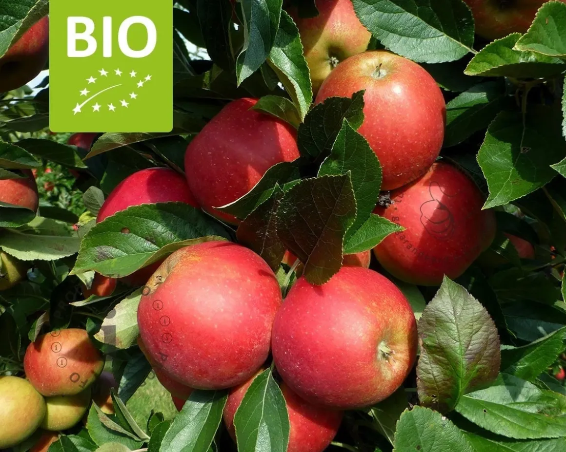 Malus domestica 'Elstar' - BIO halfstam