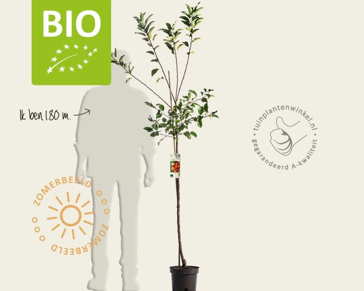 Malus domestica 'Elstar' - BIO halfstam