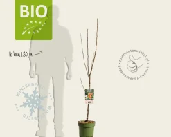 Malus domestica 'Elstar' - BIO laagstam