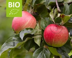 Malus domestica 'Elstar' - BIO mini