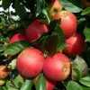 Malus domestica  'Elstar' - dubbele U-vorm