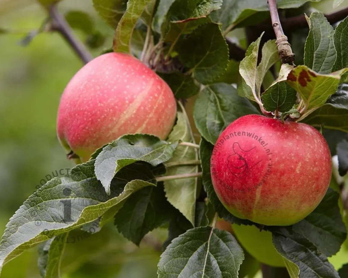 Malus domestica 'Elstar' - halfstam