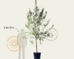 Malus domestica 'Elstar' - halfstam extra