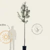 Malus domestica 'Elstar' - hoogstam