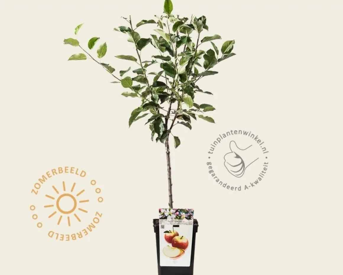 Malus domestica 'Elstar' - mini